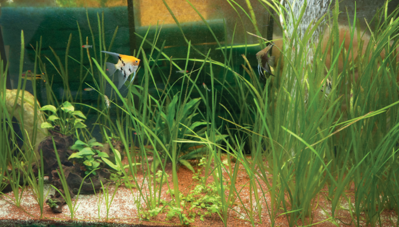 aquariologie